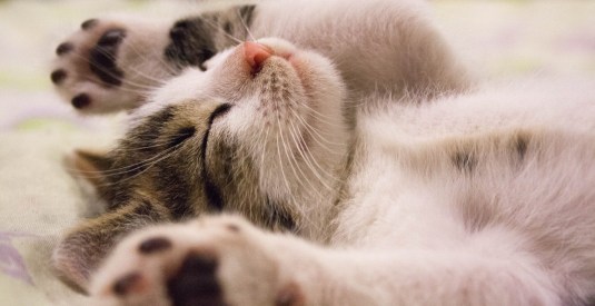 cat-face-close-up-wake-416160